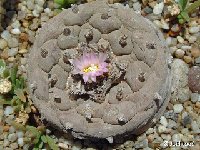 Lophophora fricii ©JLcoll.2480.jpg